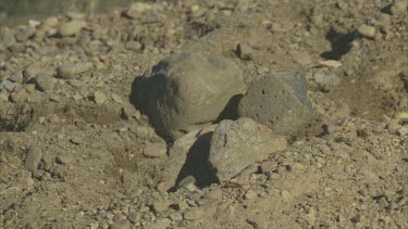 banner tail kangaroo rat sticks head out of burrow