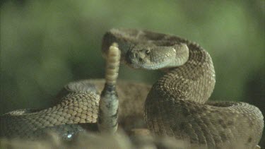 snake strikes at prey