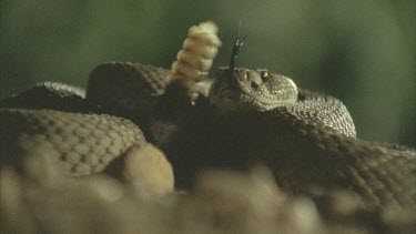 snake strikes at prey