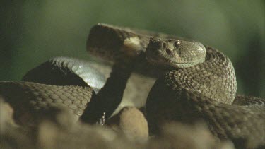 snake strikes at prey
