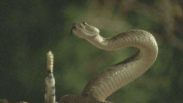 snake poised post strike