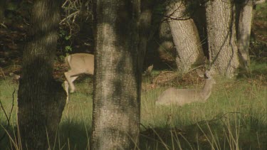 one deer approaches the resting deer