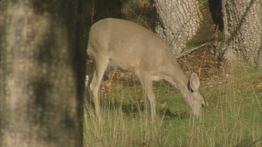 deer comes down to rest on grass