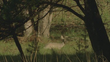 wide shot through silhouetted trees of deer resting and chewing