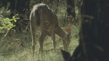 deer grazing with rear to camera, see white tail flick