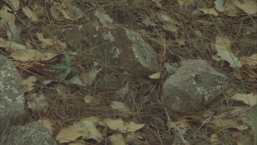 pan over ants swarming over dead leaves rocks