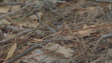 ants swarming over twigs and dead leaves