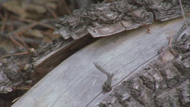 ants carrying Formica pupa over log