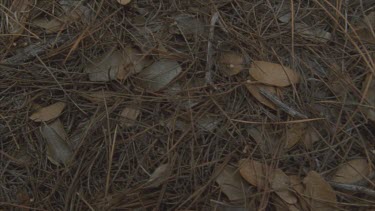 overhead ants carrying Formica pupa over dry twigs and leaves