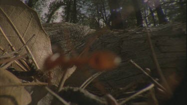 Formica ant nest, fallen log forest landscape