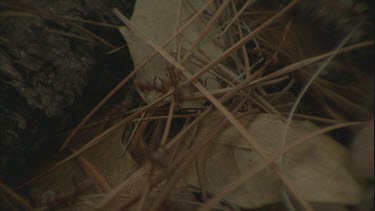 Formica ant nest, fallen log forest landscape