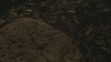 Formica ant nest, fallen log forest landscape