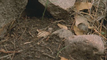 Polyergus nest, ants arrive back with enslaved Formica pupa