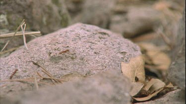 Polyergus nest, ants arrive back with enslaved Formica pupa