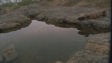 Gila on rock ledge drinking from pool of water, sun rising in background