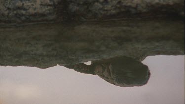 pull out from reflection of Gila in still pool of water to Gila on rock ledge at waters edge. Gila turns to walk away slowly