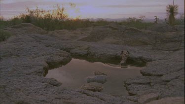 Gila drinking from pool of water