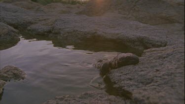 Gila climbing out of rock pool towards camera