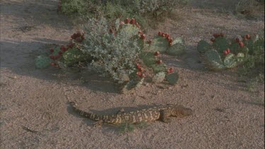 Gila scales tail as it walks past camera