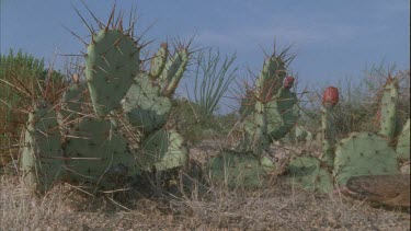 lizard climbing over cactus