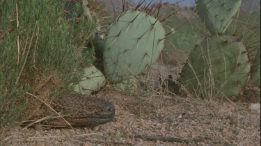lizard walking past cactus