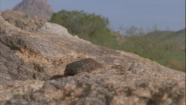 lizard crawling on rock