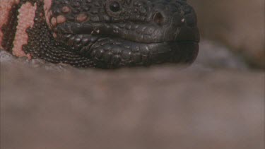 profile head of Gila Monster, flicking tongue