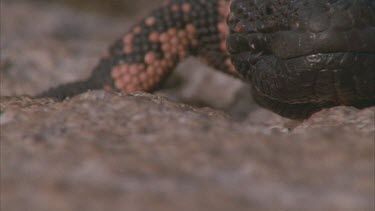 flicking tongue at camera, turns and walks away. Details of scales, tail