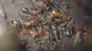 black Formica ants grooming red Polyergus ants