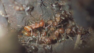 black Formica ants grooming red Polyergus ants