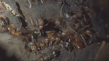 black Formica ants grooming red Polyergus ants