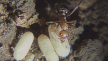 black Formica ant trying to save pupa from raiding Polyergus
