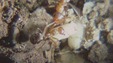 black Formica ant trying to save pupa from raiding Polyergus