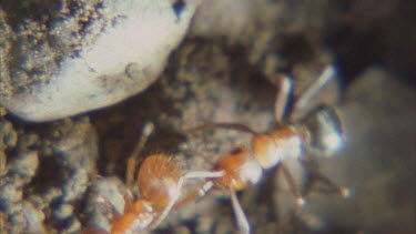 black Formica ants fighting off red Polyergus ant