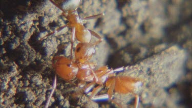 black Formica ants attack red Polyergus ant, attempt to kill the intruder