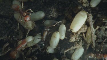 red Polyergus ants steal Formica ants pupa