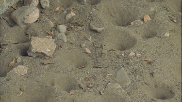 pan over cluster of ant lion pits