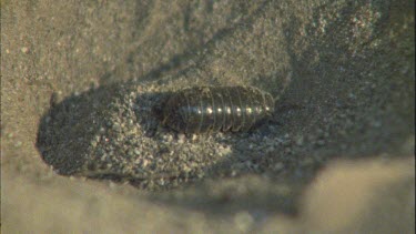 pill bug struggling to climb out of ant lion pit. ant lion has grabbed its prey from below and is injecting it with venom and sucking out its insides.
