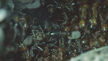 Formica ants tending Polyergus ant eggs in Polyergus nest