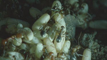 Formica ants tend Polyergus eggs