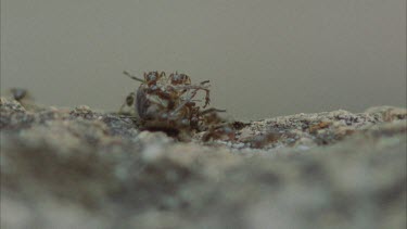 Formica enslaved ants carry dead insect back to Polyergus nest