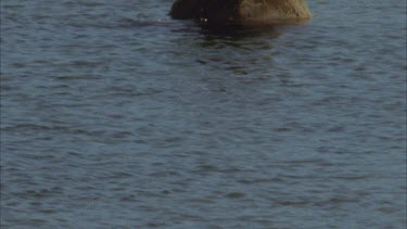 brown bear wading in river, hunting for fish