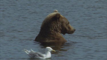 brown bear in river ducks head under water to look for fish, nonchalantly. A duck swim past. The bear comes up with a fish and starts to eat.