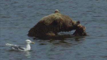 brown bear in river eating salmon