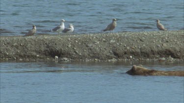 brown bear submerged in water, walks past bank with birds on it.