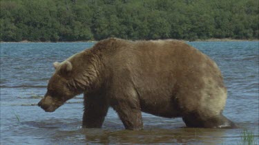 brown bear walks out of river