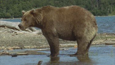 brown bear standing on river bank