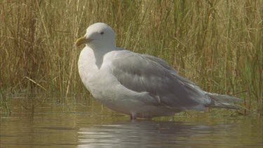 seagull standing in front of river reeds