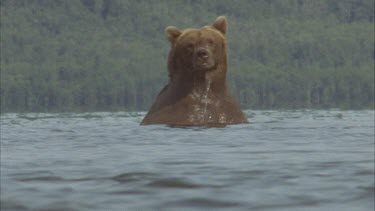 bear standing in river, goes down to swim, hunt for fish
