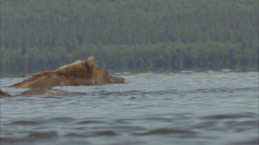 bear stands up and shakes off the water, then goes down to hunt again